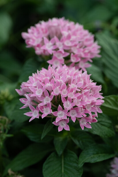 Two clusters of small pink flowers with dense petals against soft green foliage.