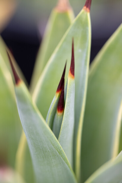 Close-up of layered green flower petals with reddish-brown stamens visible between the sepals.