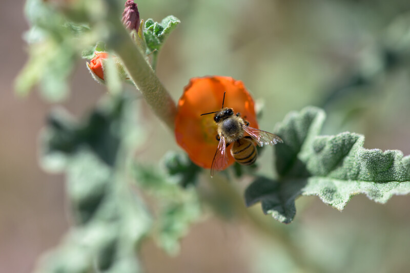 Bee with pollen baskets landing on an orange flower bud surrounded by fuzzy green foliage.