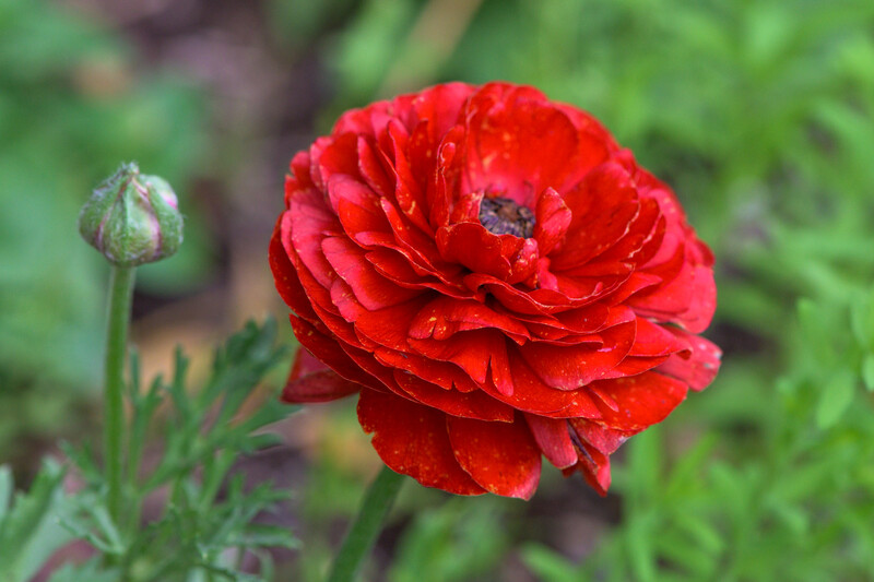 Vibrant red ranunculus flower in full bloom with layered petals and visible stamens, shot against soft green foliage background.