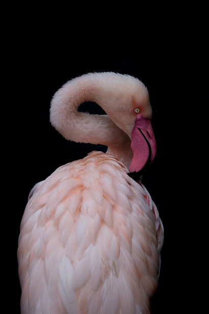 Flamingo with head curved downward and tongue extended, shot against black background.