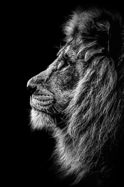 Profile view of a lion's head with detailed mane against a black background.