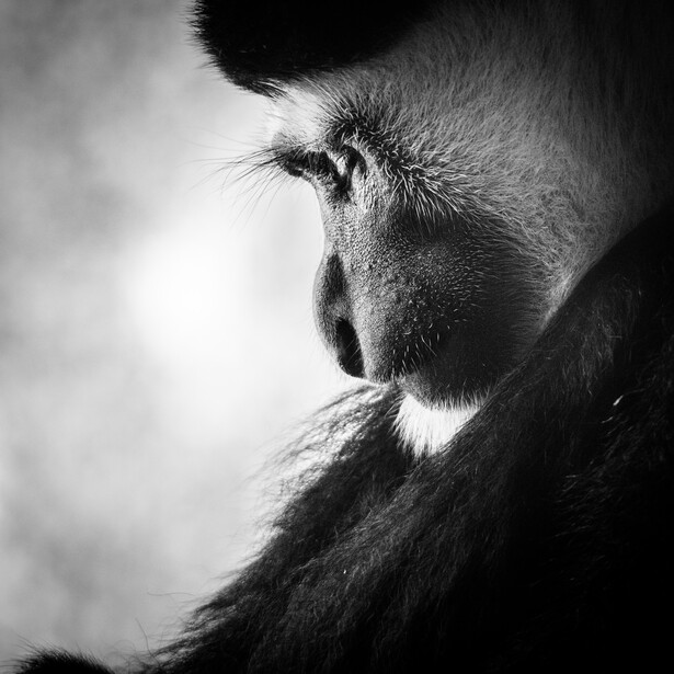 Close-up side profile of a primate's face in black and white, showing detailed facial features and fur texture.
