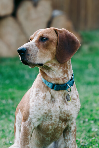 Pointer mix dog wearing blue collar with tag, head turned profile left against blurred green background.