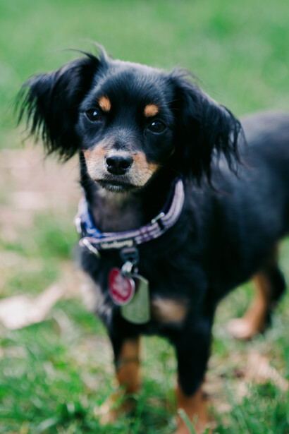 Black dog with tan markings wearing a collar and ID tag, looking at camera with alert expression.