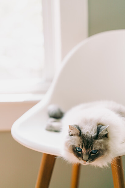 Tabby and white cat wearing a white Elizabethan cone collar while resting on a modern white chair.