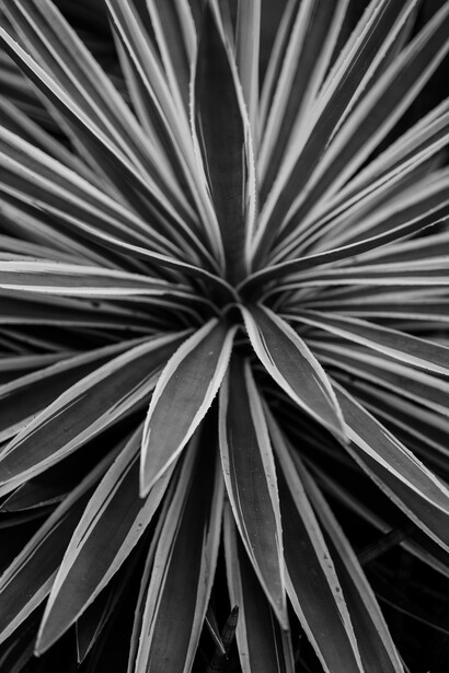 Black and white overhead view of radiating spiky plant leaves creating a starburst pattern.