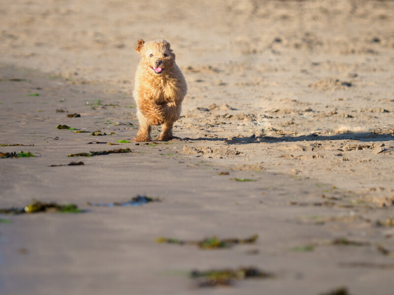 Prairie dog standing alert on sandy ground near shallow water.