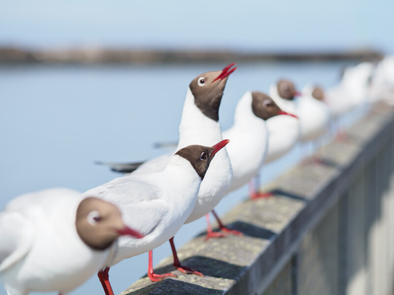 Row of gulls perched on a railing with selective focus on two birds in the foreground.