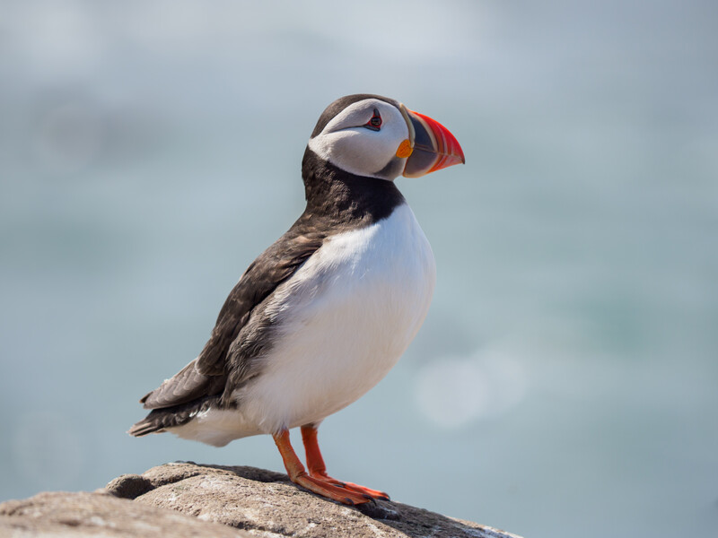 Atlantic puffin perched on a rocky outcrop with ocean backdrop.
