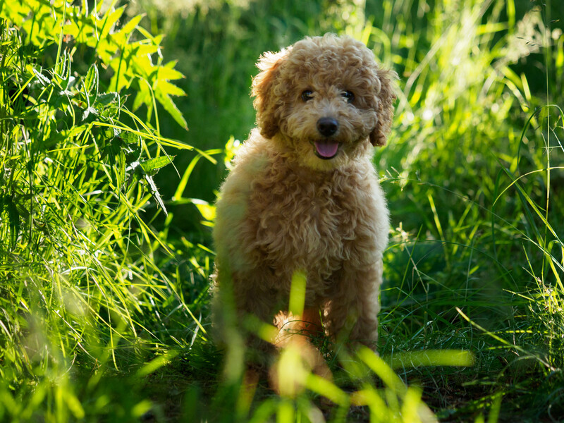 Apricot-colored poodle standing in tall grass surrounded by green foliage.