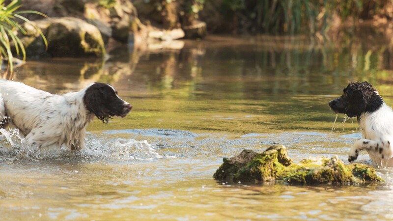 Dogs up close in stream