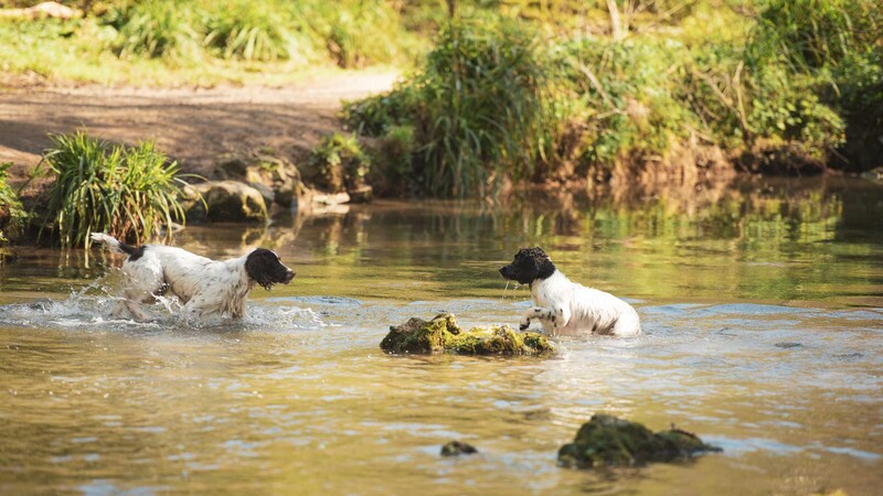 Pet portrait in stream