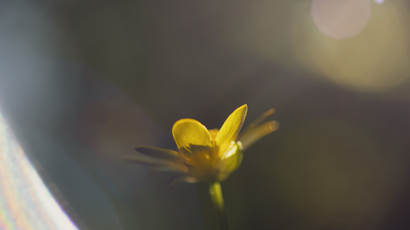 Macro flower celandine