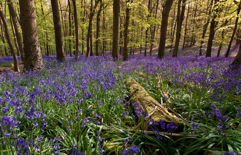 Purple bluebells carpet a woodland floor beneath tall deciduous trees in spring.