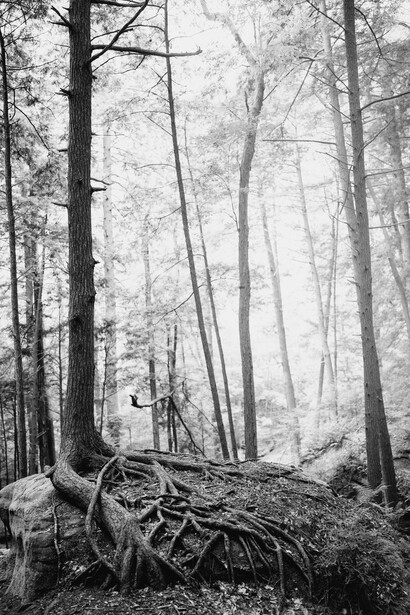 Fallen tree trunk with exposed roots in a misty forest of tall conifers and deciduous trees.