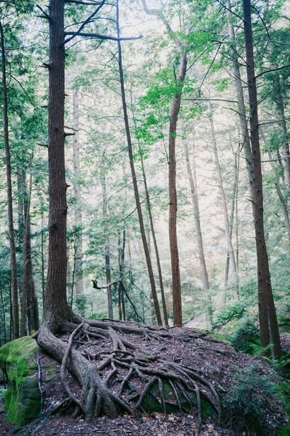 Fallen tree with exposed root system in a dense forest surrounded by tall evergreens.