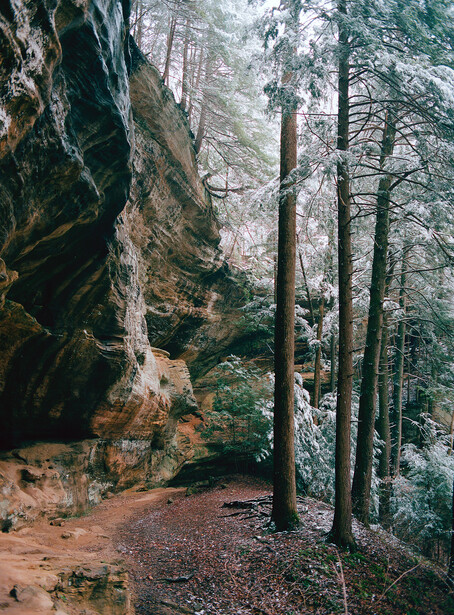 Tall evergreen trees growing beside a moss-covered cliff face in a forest clearing.