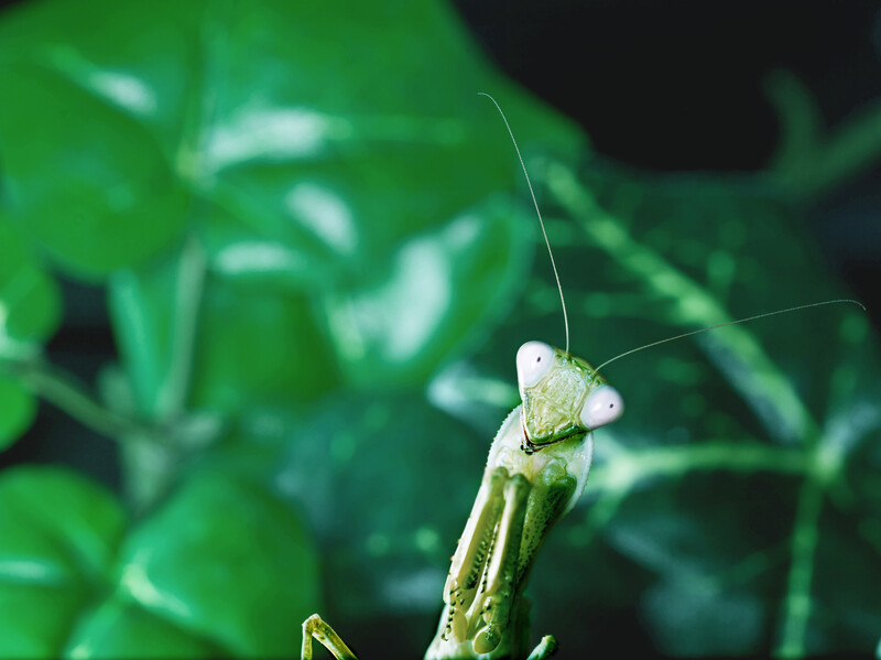 Praying mantis perched on a thin green stem with blurred foliage background.