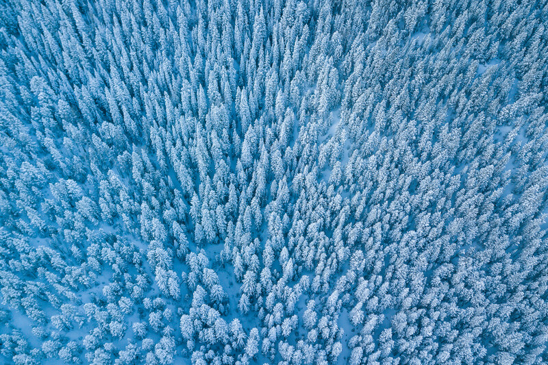 Aerial view of a vast coniferous forest blanketed in snow, shot from directly above.