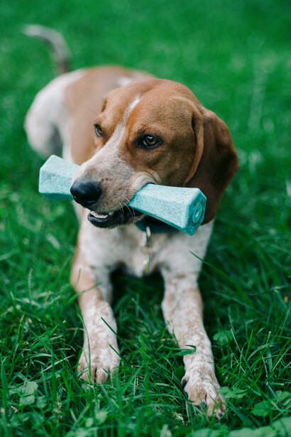 Brown and white dog holding a light blue toy in its mouth while sitting on grass.
