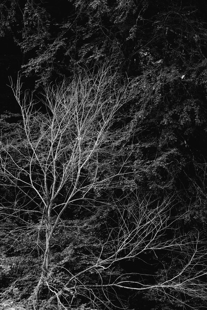Bare tree branches with intricate twigs against dark forest background in high-contrast black and white.