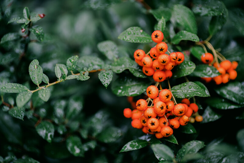 Clusters of bright orange berries covered in water droplets among green foliage.