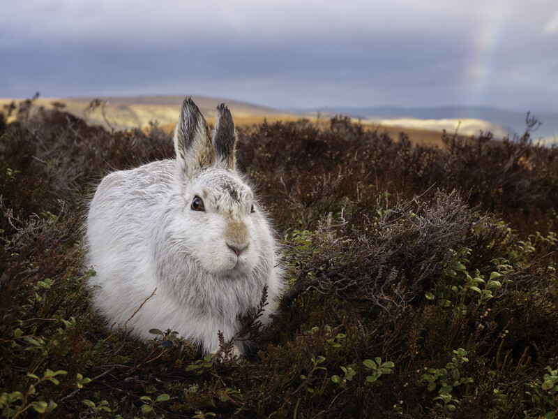 White mountain hare sitting in low vegetation with moorland landscape stretching behind it.