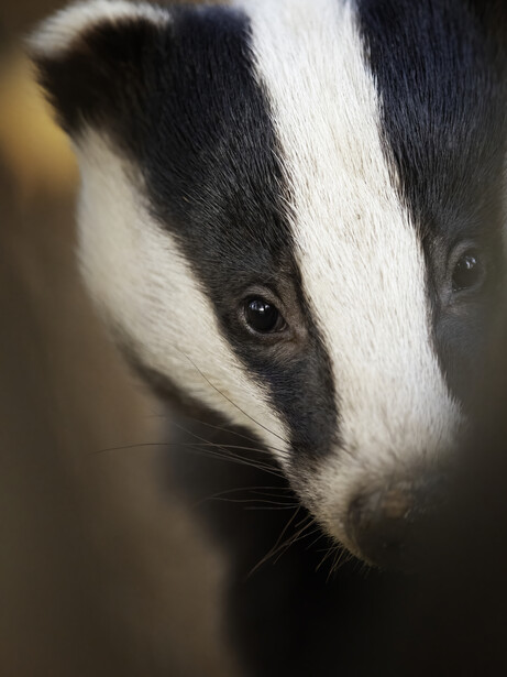 Close-up portrait of a badger's face with distinctive black and white markings and dark eye visible.