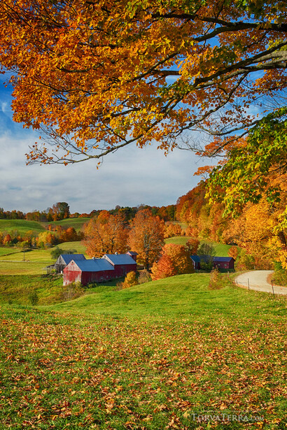 Rural autumn landscape with golden foliage overhead, green meadow, and red barn structures beneath vibrant fall trees.