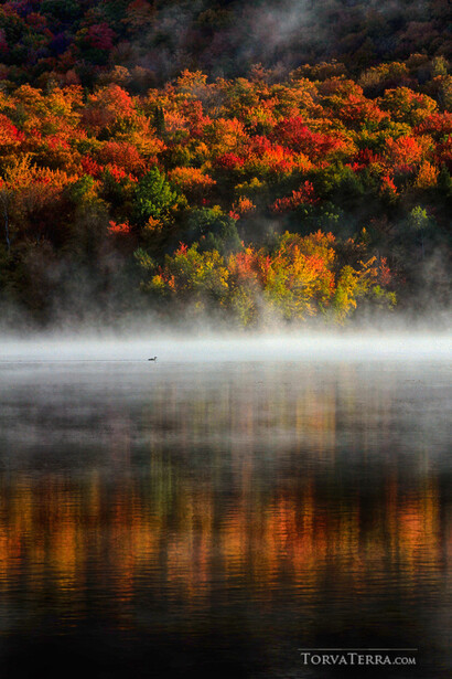 Autumn trees reflected in still water shrouded in morning mist.