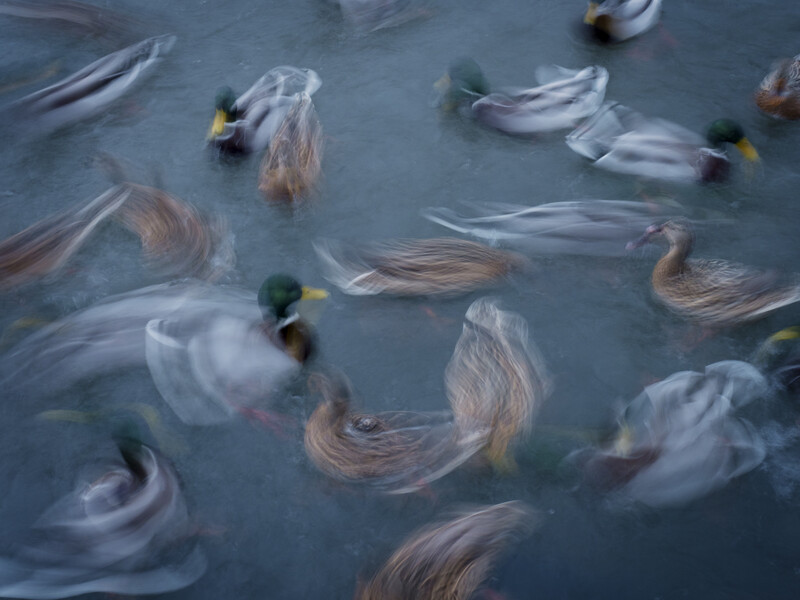 Overhead view of ducks swimming in water with motion blur creating ethereal streaks.