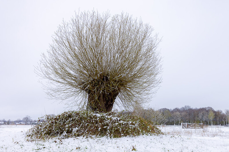 Pollarded willow tree with bare branches in snowy winter field surrounded by hedgerow.