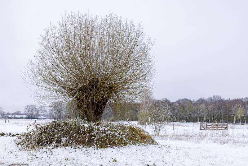 Pollarded willow tree with bare branches in snowy winter field landscape.