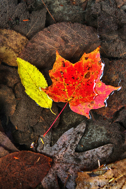 Red and yellow maple leaf resting on dark rocks and soil.
