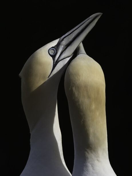 Two white swans with long curved necks touching beaks against black background.