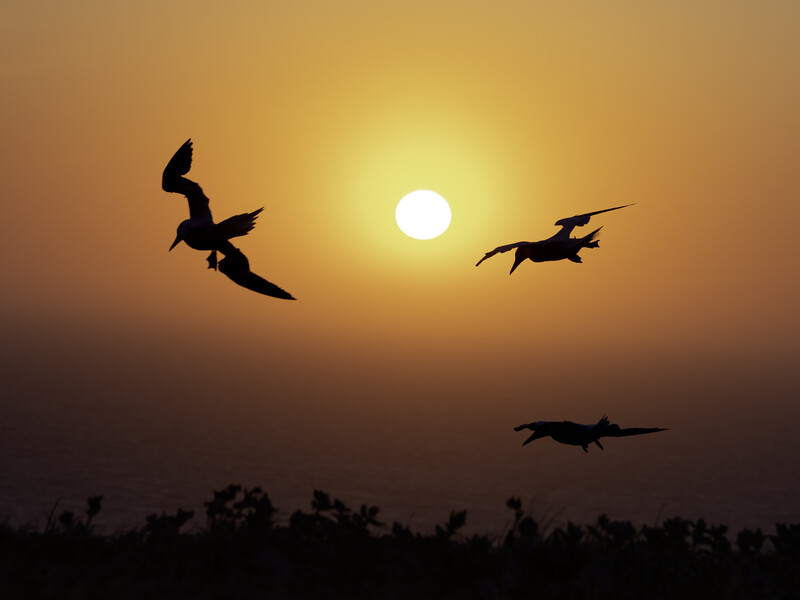 Silhouettes of three pterosaurs flying against a golden sunset with the sun centered on the horizon.