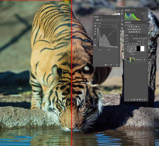 Tiger lowering its head to drink from water, with a Photoshop interface overlay showing editing tools and histogram.