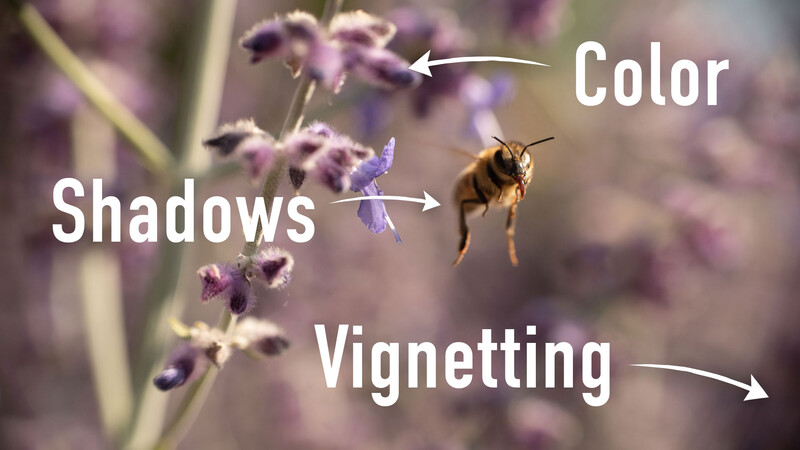 Bee in flight near purple flowers with photography technique labels overlaid.