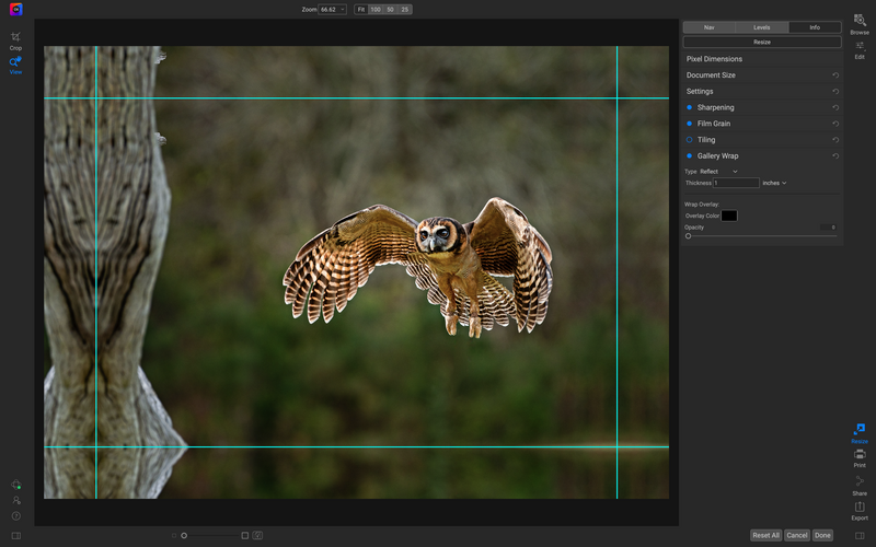 Barred owl in flight with wings spread wide, captured mid-dive against blurred forest background.