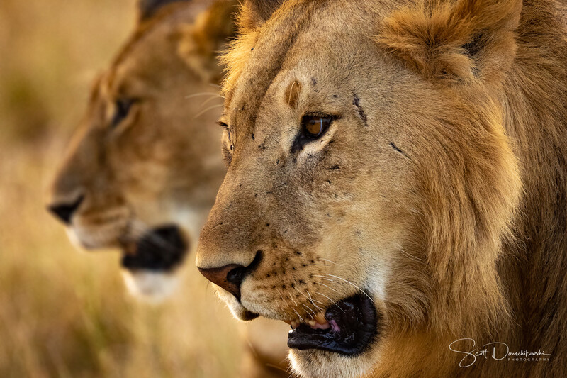 Two lions in profile, with warm golden light illuminating their faces and manes against a soft, blurred background.