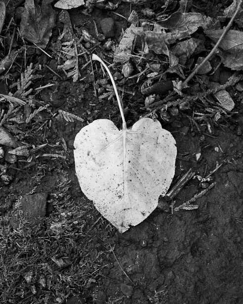 White heart-shaped leaf on dark soil and organic debris in black and white photography.
