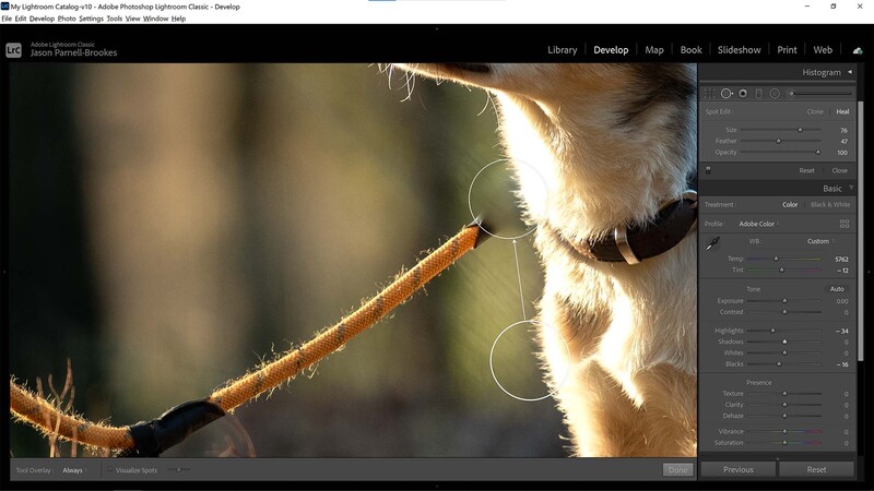 Remove distractions in dog portraits