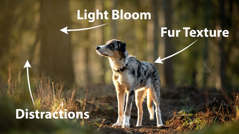 Annotated photograph of a dog standing in a natural setting with labeled photography techniques.