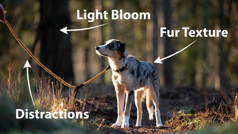 Mixed-breed dog standing in woodland setting with annotations identifying light bloom, fur texture, and distractions.
