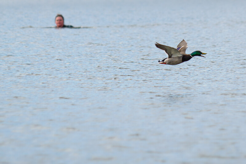 Duck in flight over water with swimmer in blurred background.