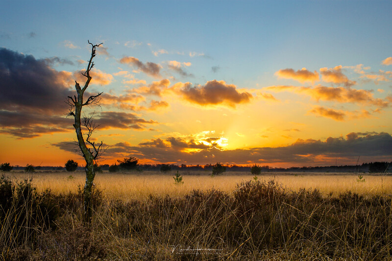 Bare tree silhouette standing in a frost-covered field at golden hour sunset.