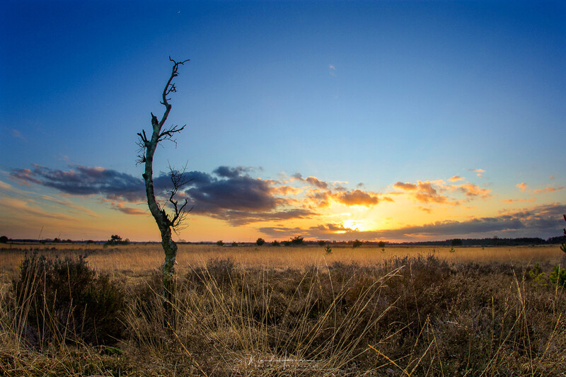 Dead tree standing alone in dry grassland under dramatic sunset sky with golden and orange clouds.