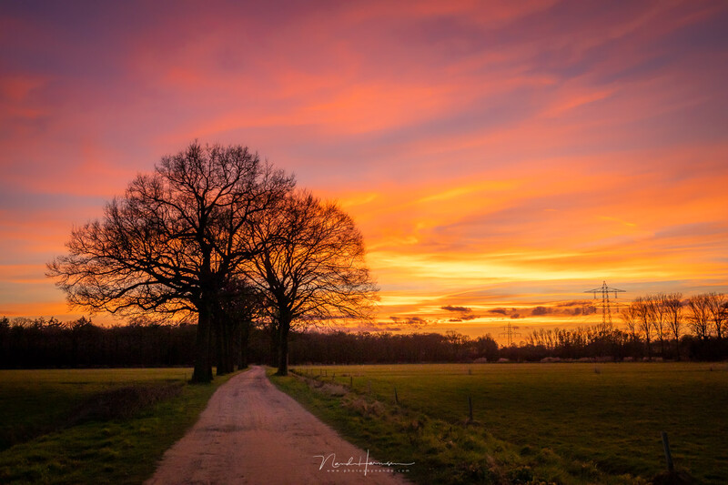 Silhouetted bare trees beside a rural path during vibrant orange and pink sunset.