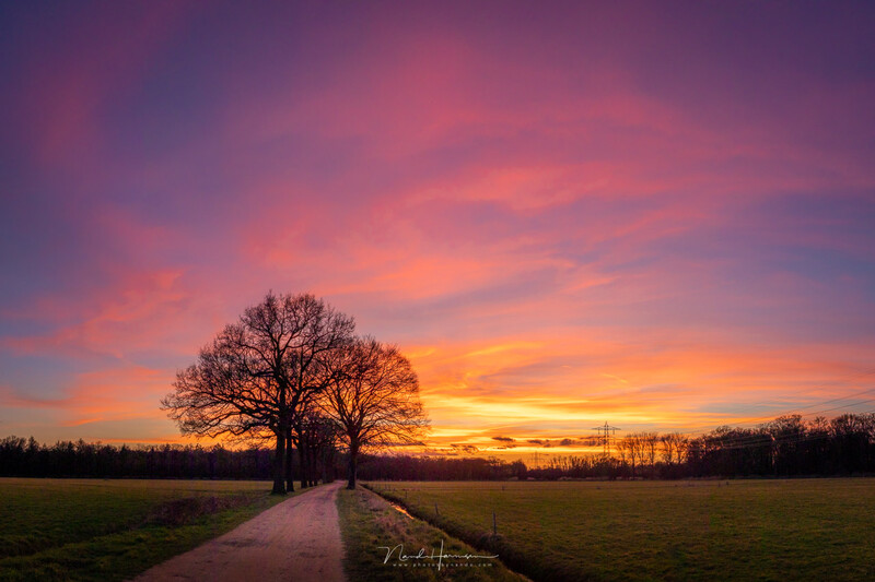 Silhouetted bare tree beside a rural path at sunset with dramatic orange and purple sky.